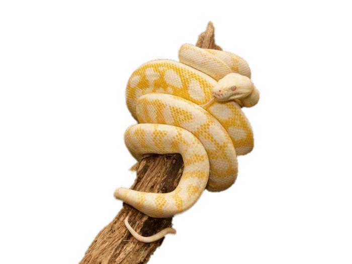 Yellow Python Wrapped Around Trunk png transparent