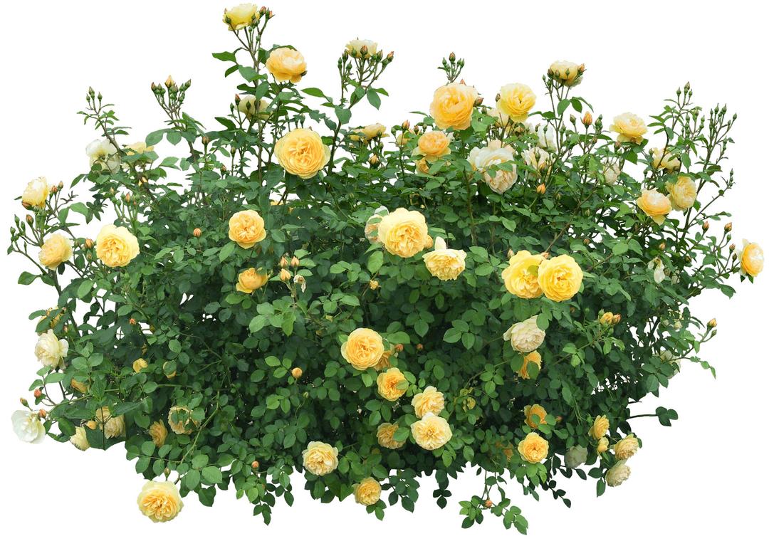 Yellow Roses Bush png transparent