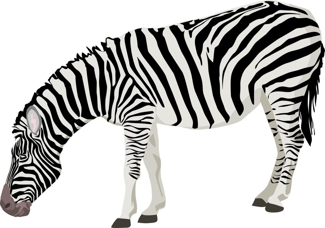 Zebra png transparent