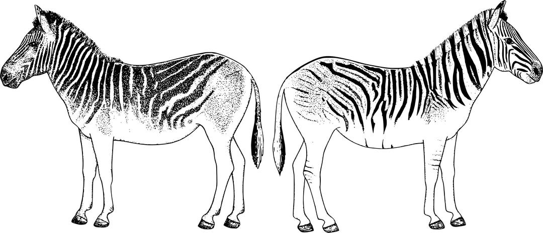 Zebras Back to Back png transparent
