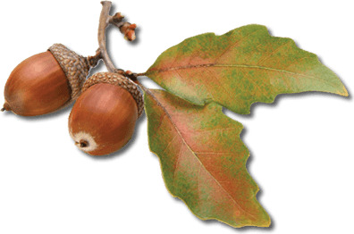 Acorn Autumn Leaves png icons