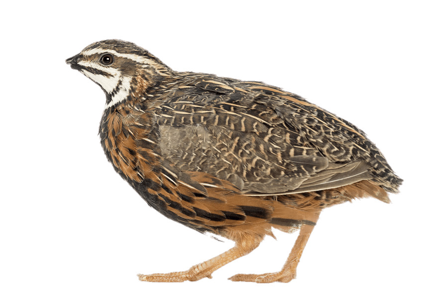 African Harlequin Quail icons