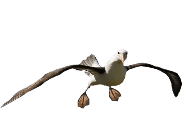 Albatross Open Feet png icons