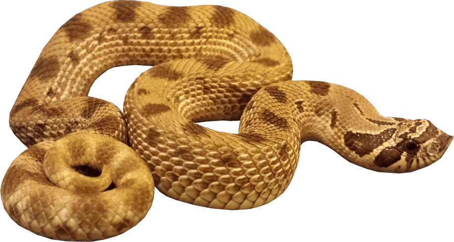 Anaconda Snake icons