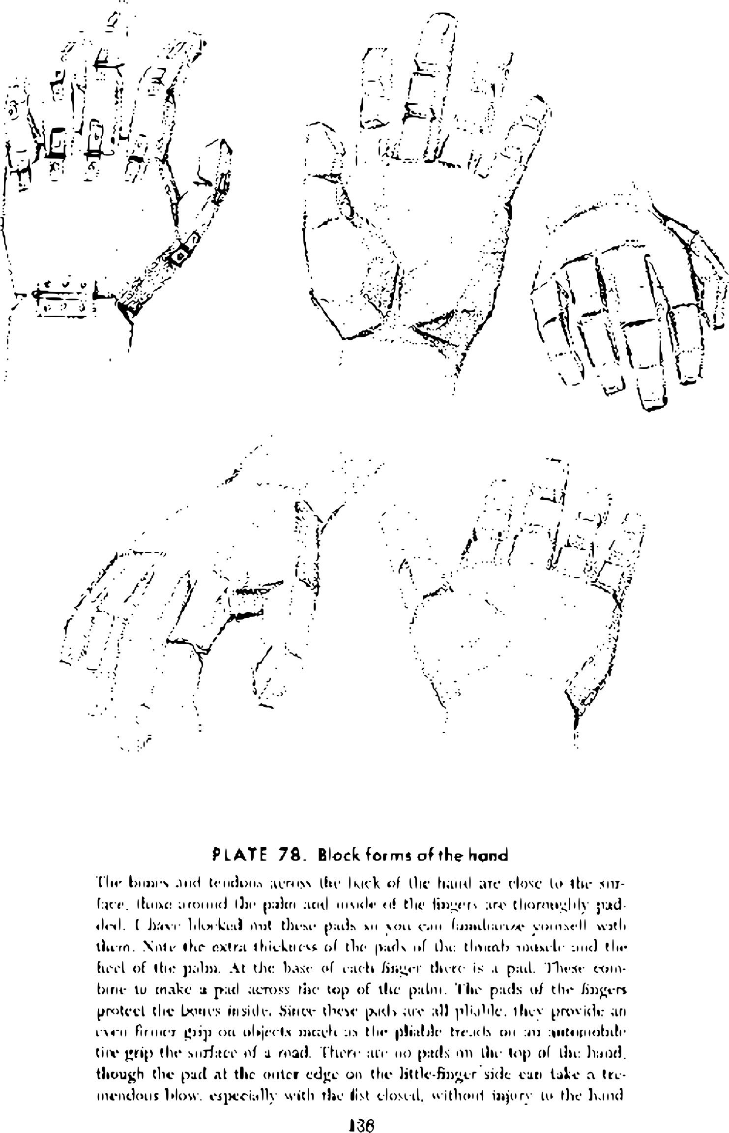 Andrew Loomis Drawing the Head and Hands (potrace) 123 png