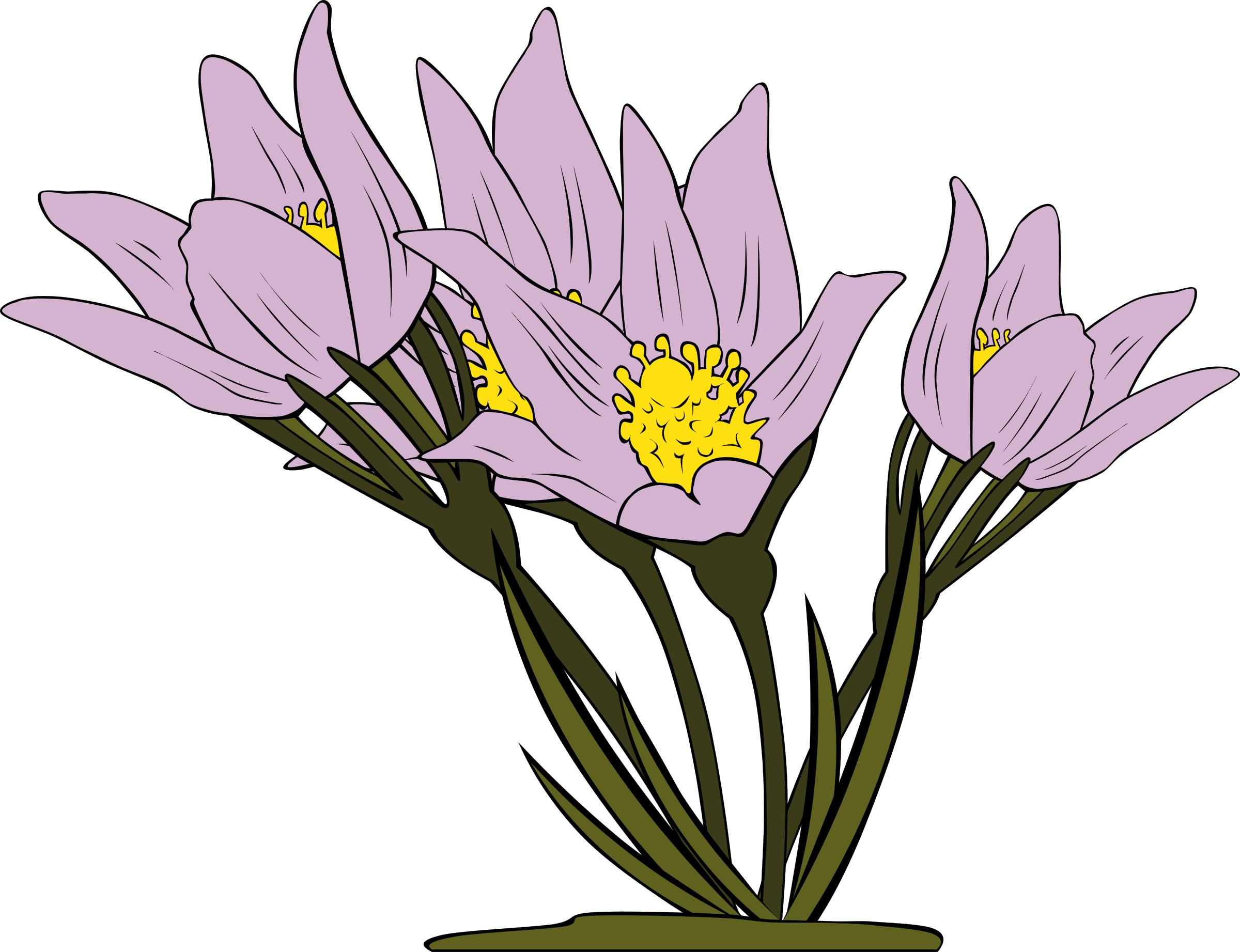 Anemone Patens png