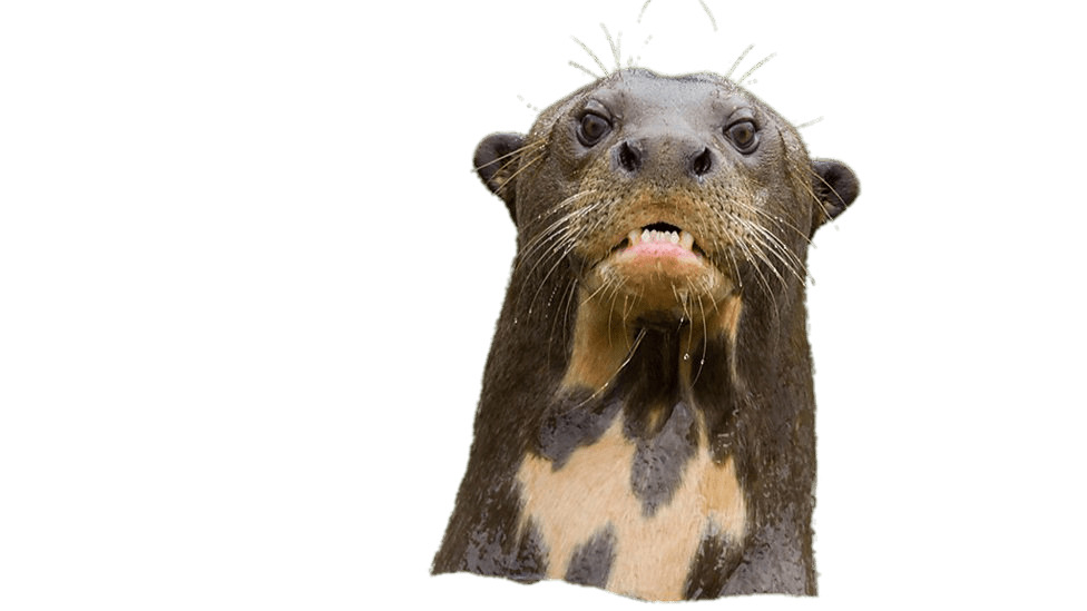 Angry Giant River Otter png icons