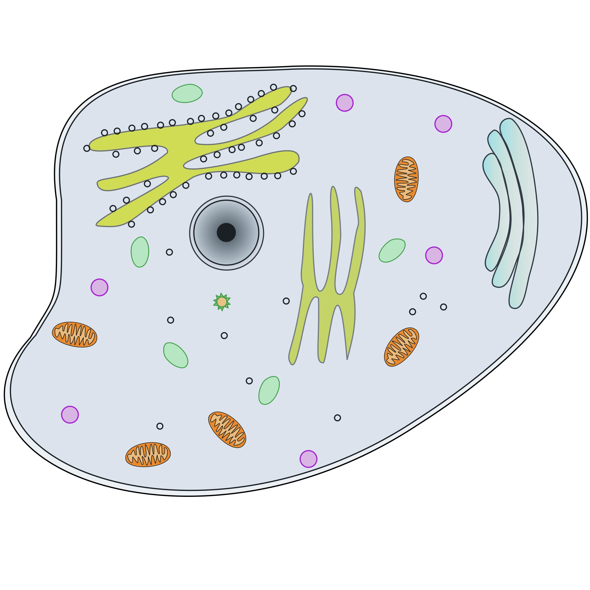 Animal Cell png icons