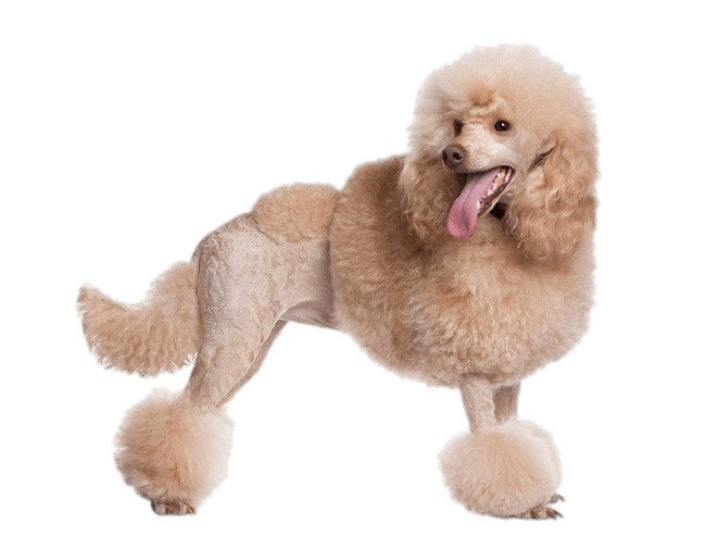 Apricot Poodle png icons