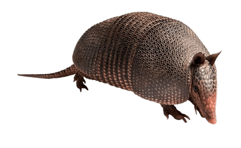 Armadillo PNG icons