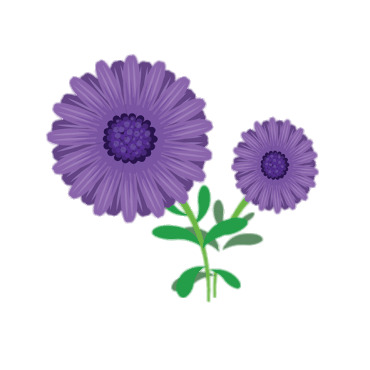 Aster Clipart PNG icons