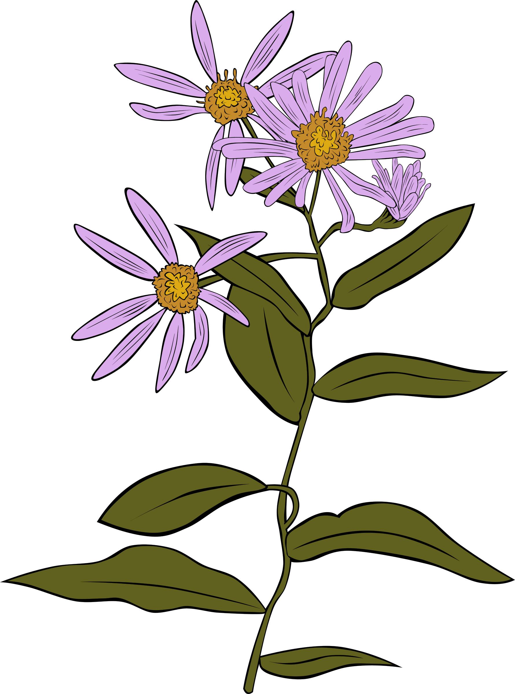 Aster Conspicuus png