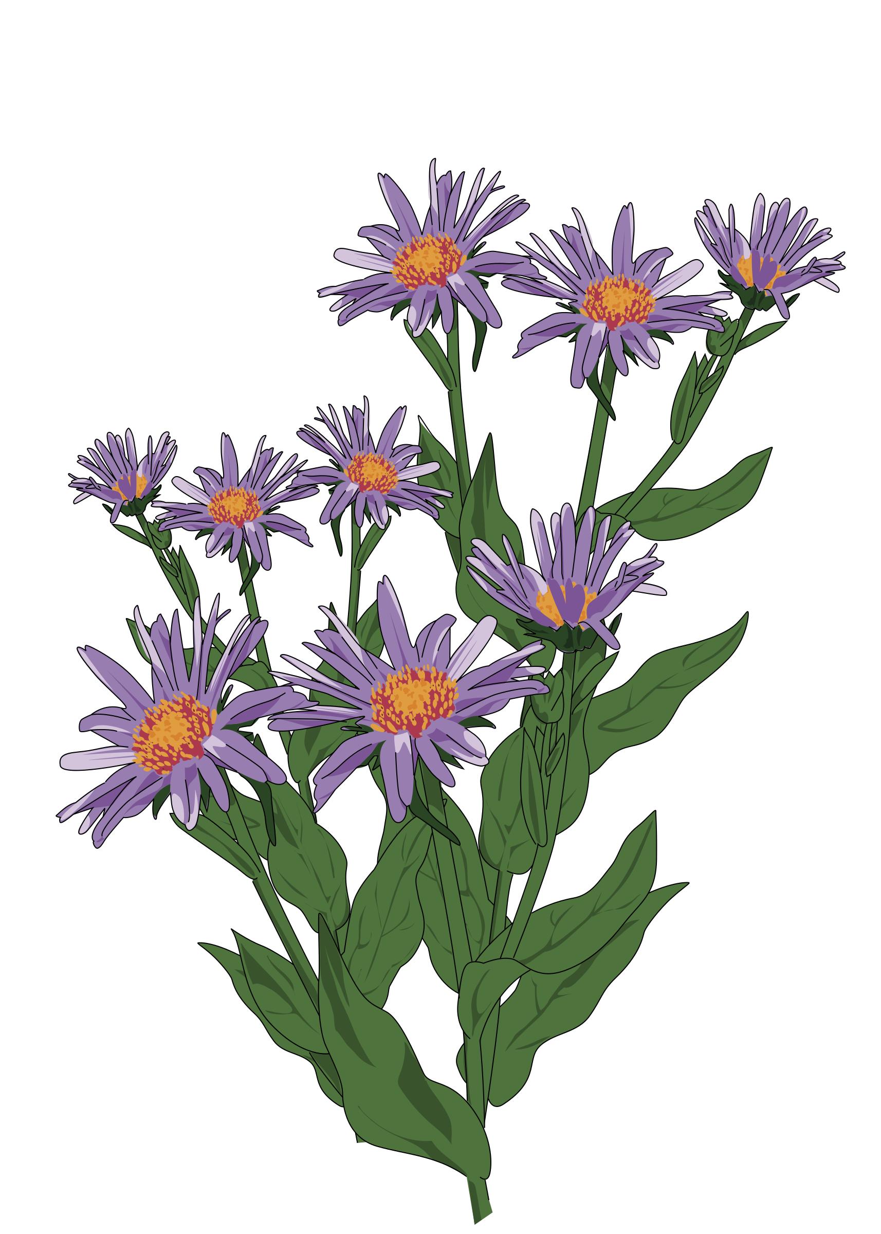 Aster des Pyrenees png