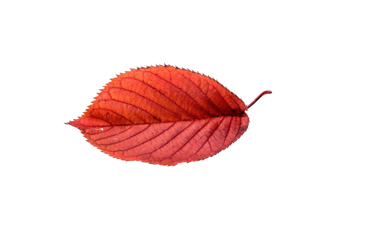 Autumn Beech Leaf icons