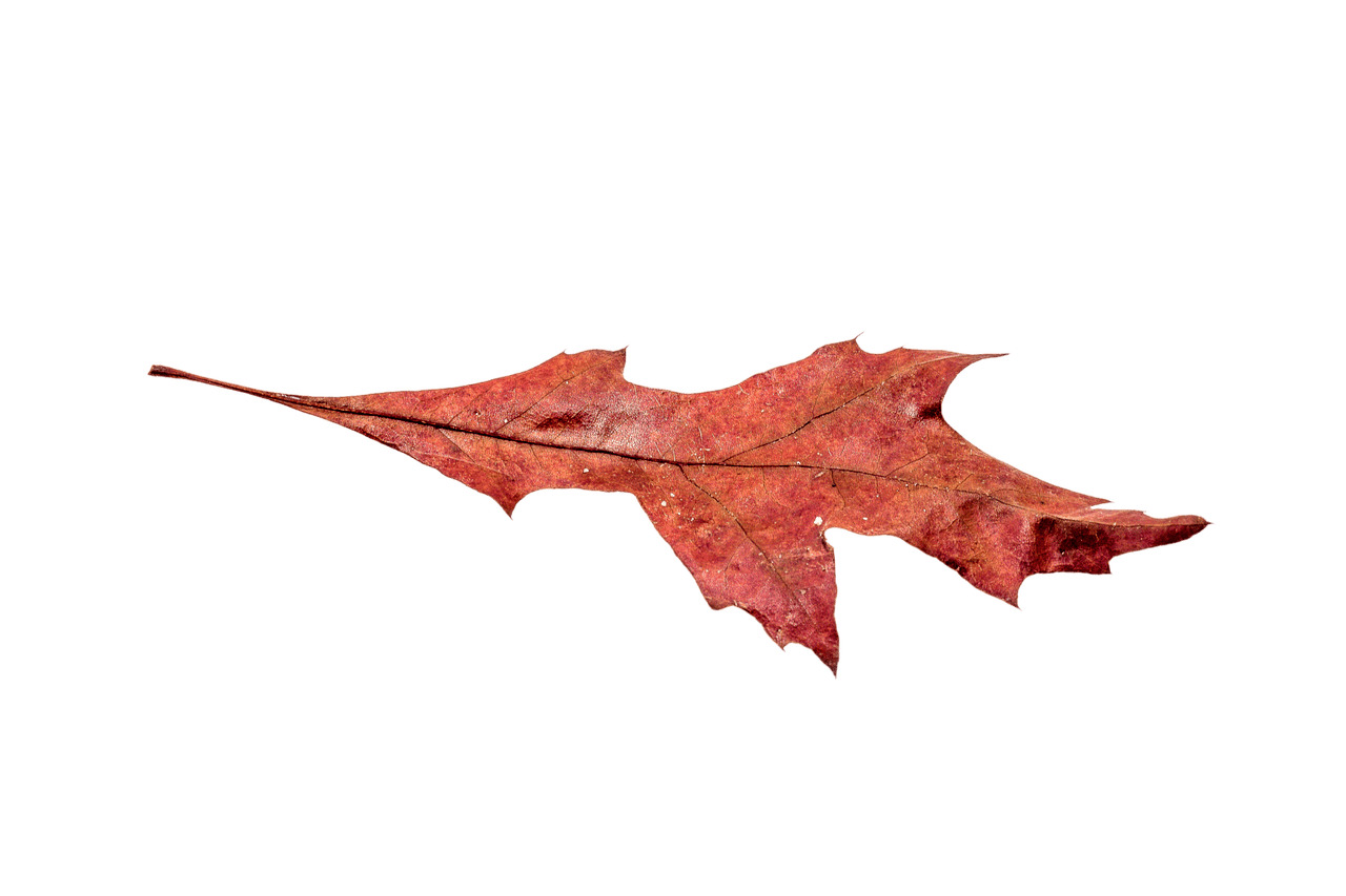 Autumn Broad Leaf icons