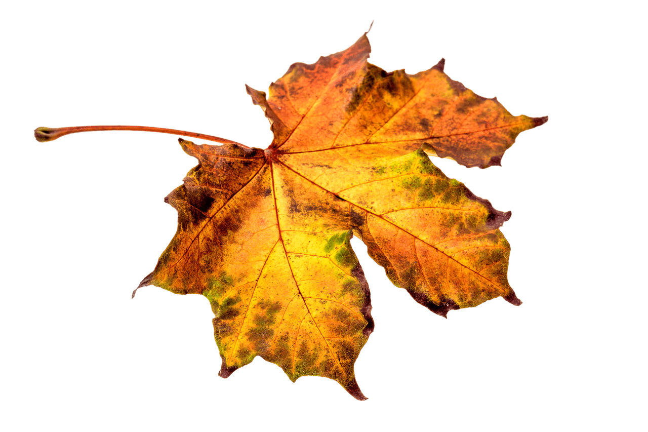 Autumn Brownish Leaf icons