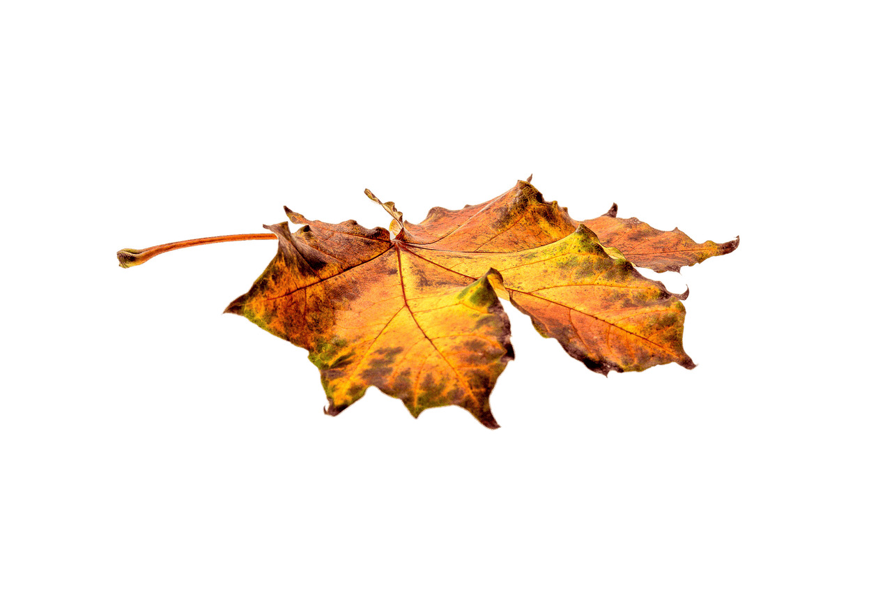 Autumn Flat Leaf icons