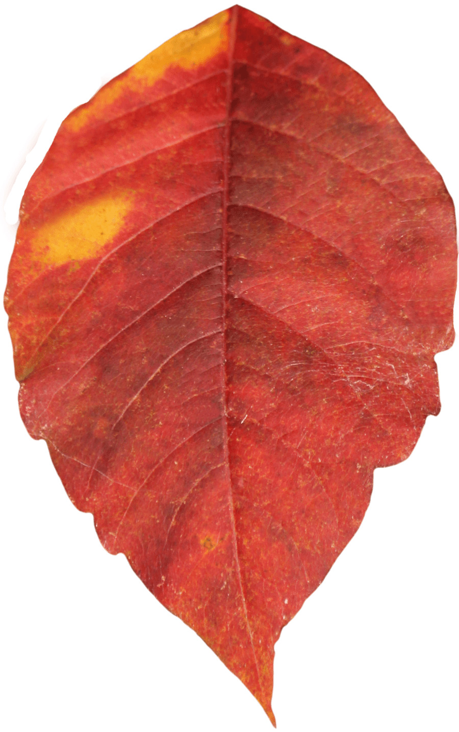 Autumn Leaf Single icons