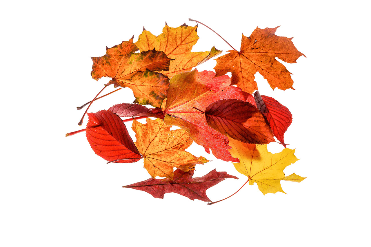 Autumn Leaves Collection png icons