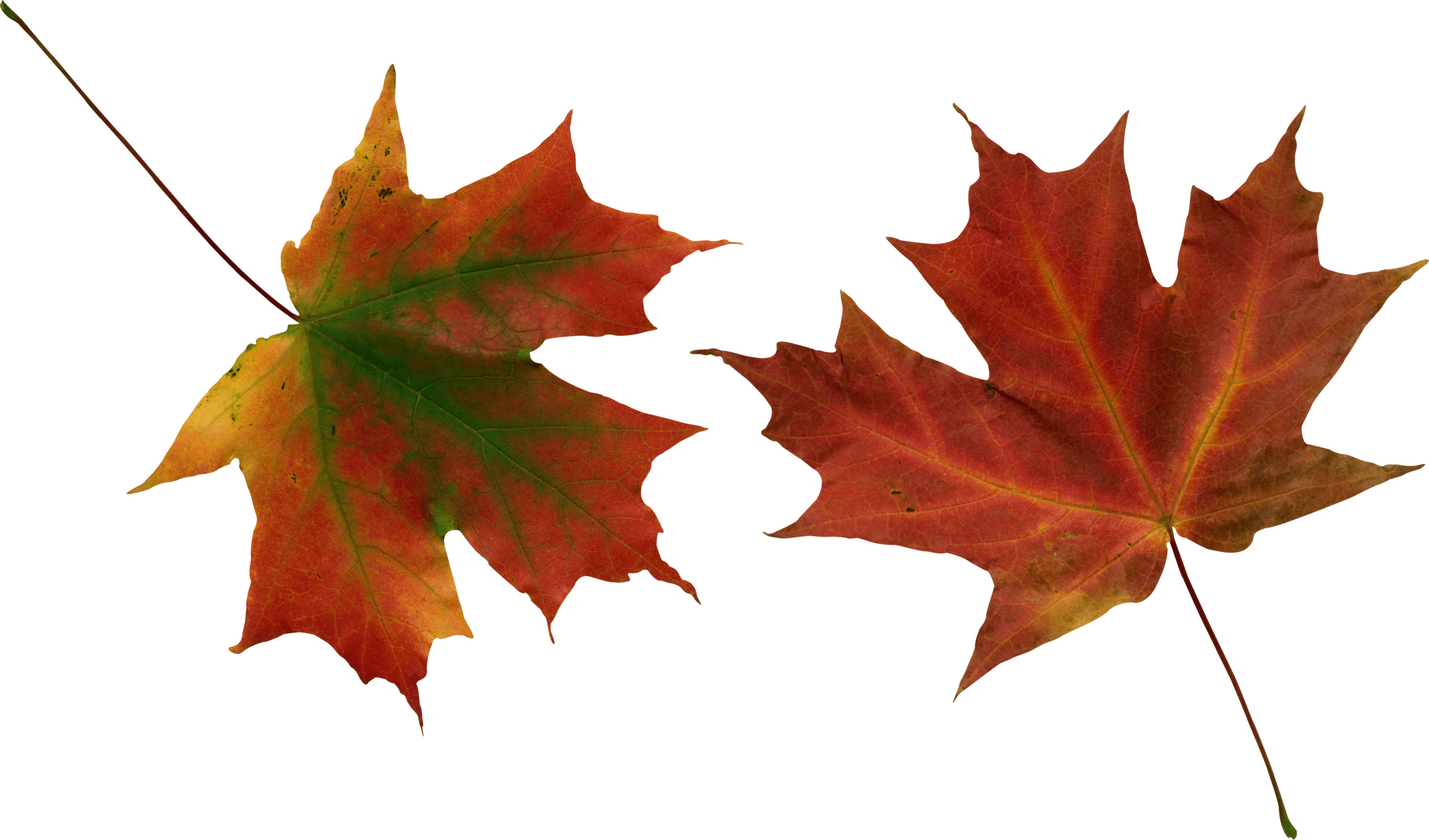 Autumn Leaves Duo icons