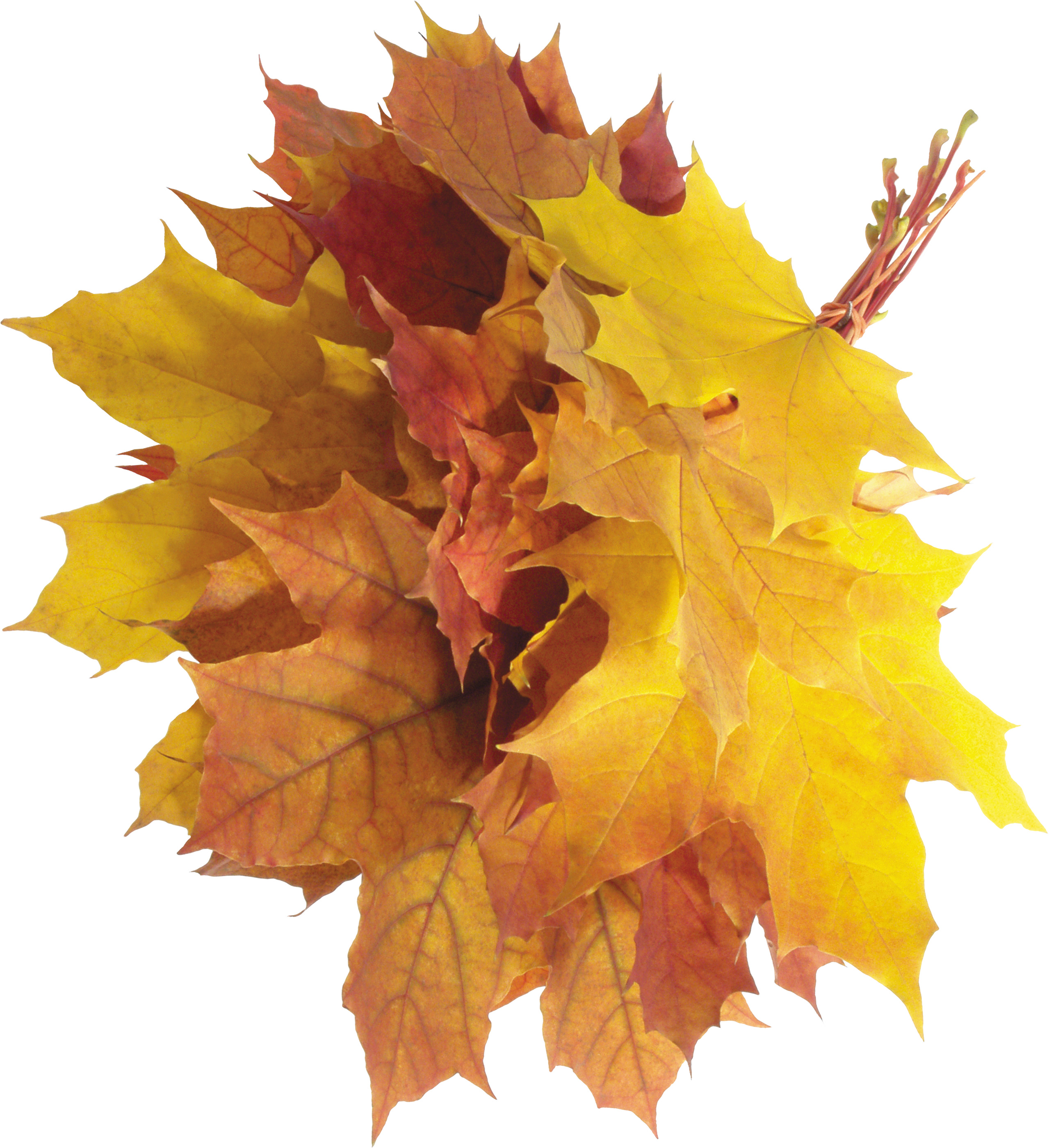 Autumn Leaves Pile png icons