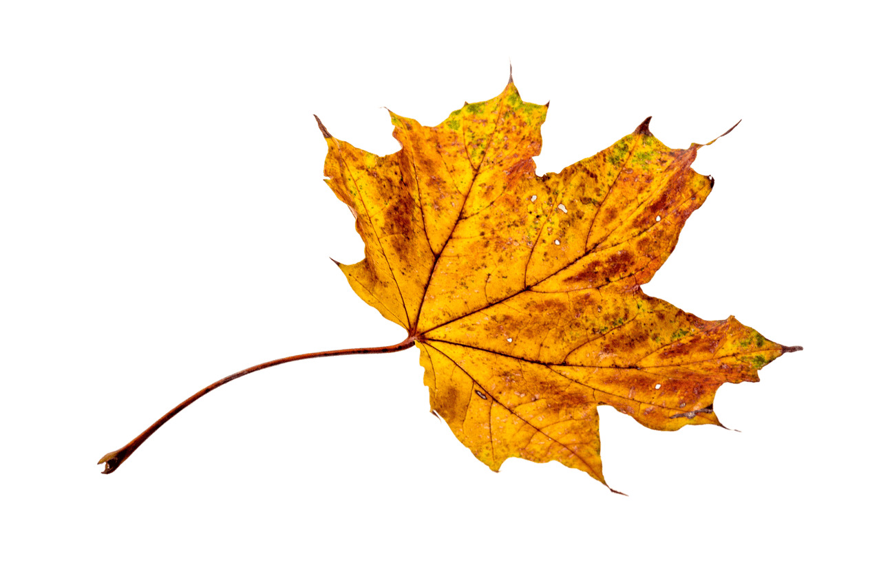 Autumn Sycamore Leaf icons