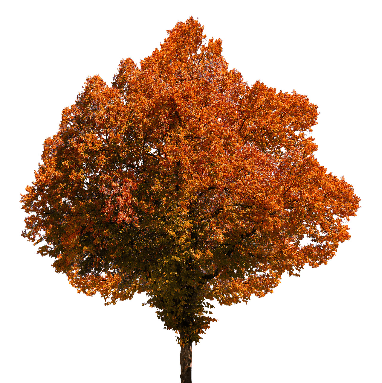 Autumn Tree png icons