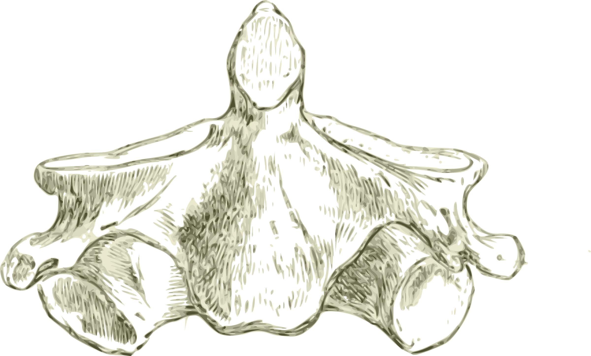 Axis -Human second cervical Vertebra or Spine (HD) png