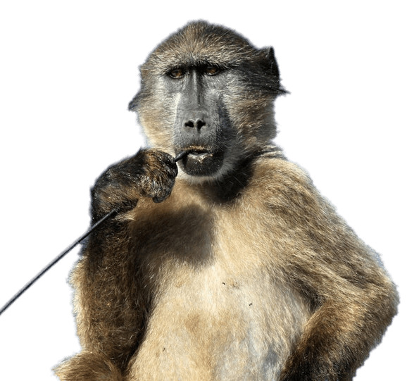 Baboon With Stick In His Mouth icons