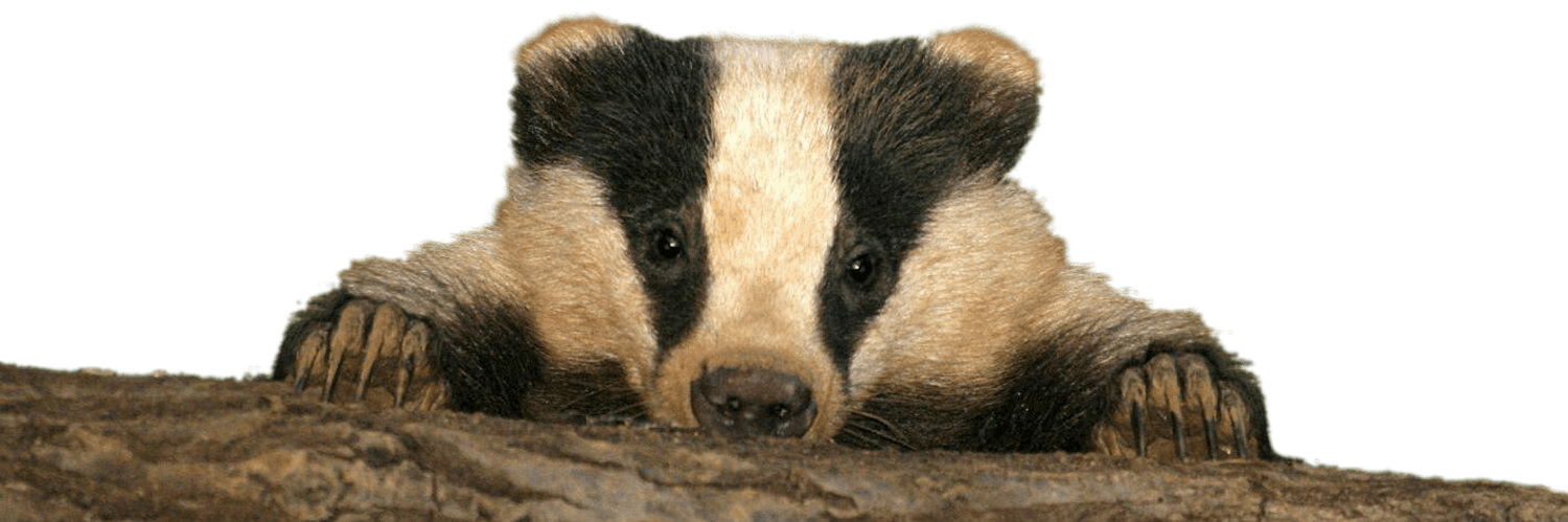 Baby Badger PNG icons