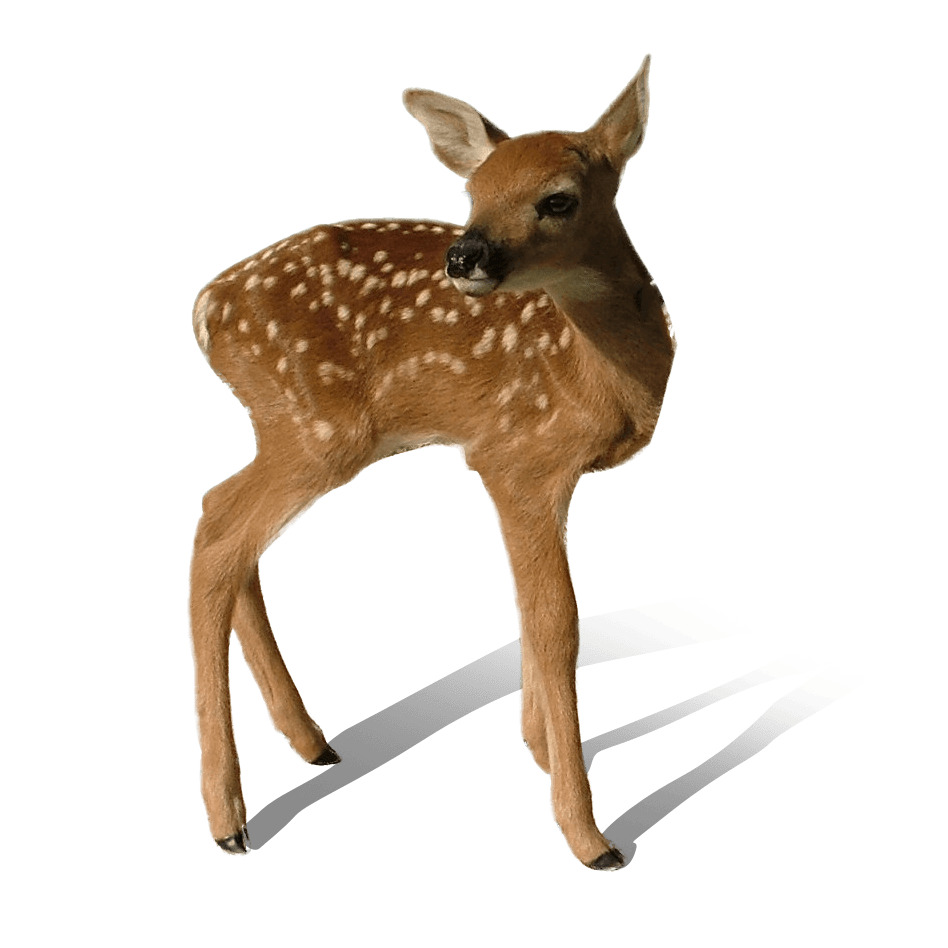 Baby Deer Standing png icons
