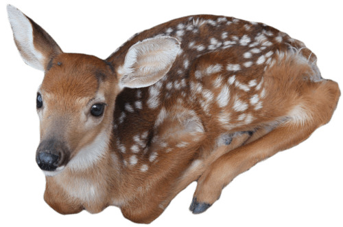 Baby Deer png icons