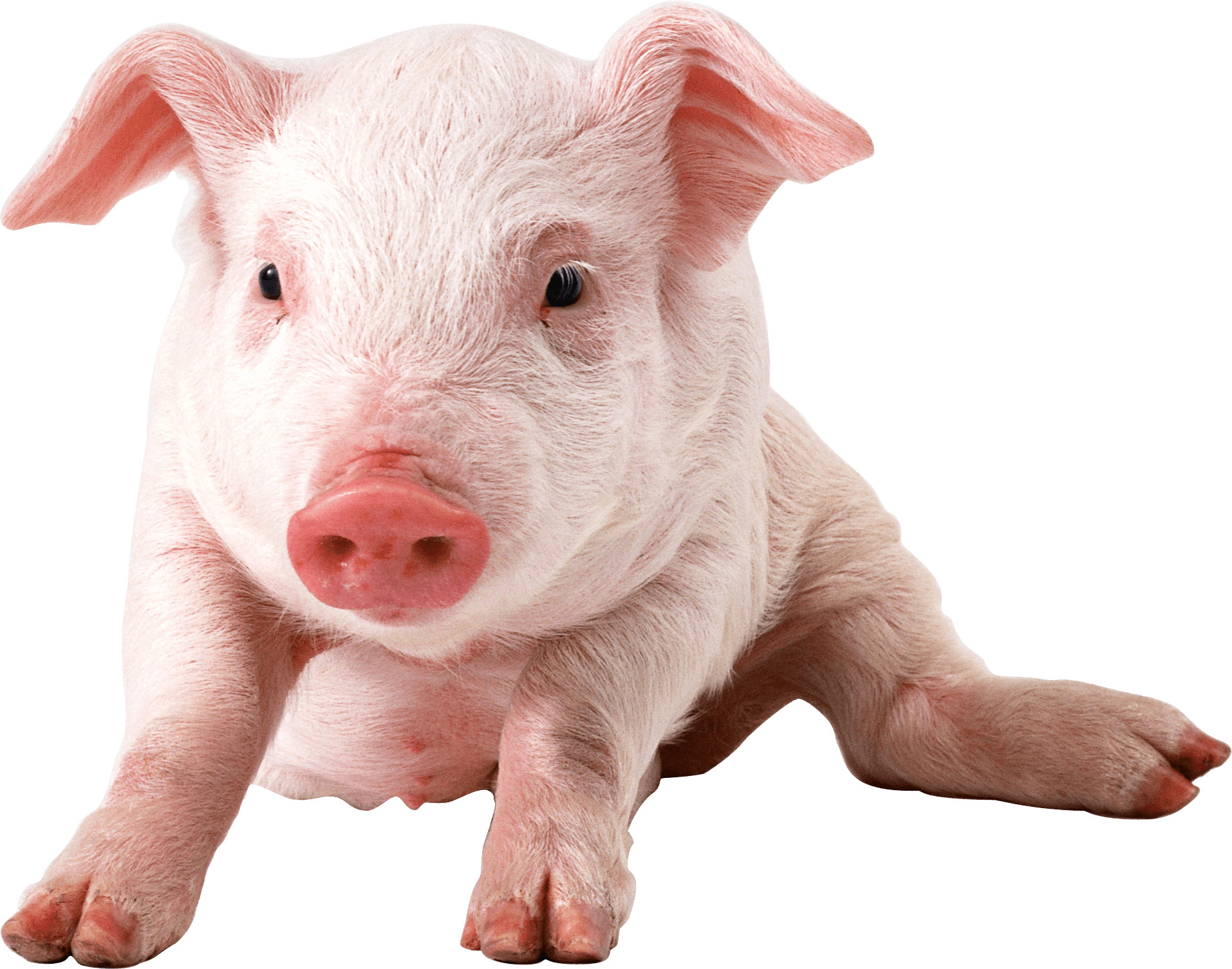 Baby Pig Sitting png icons