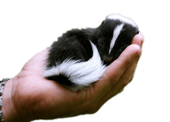 Baby Skunk In Hand icons