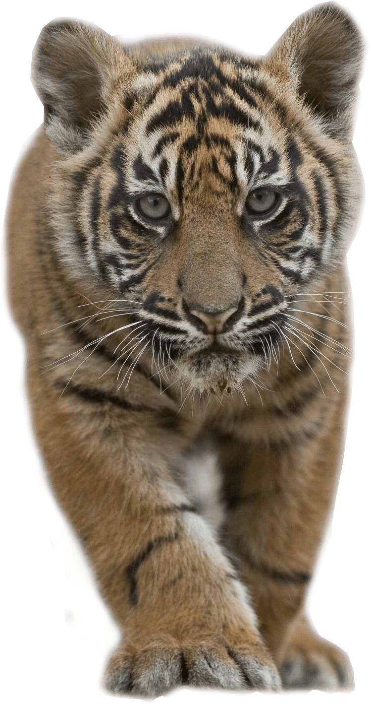 Baby Tiger png icons