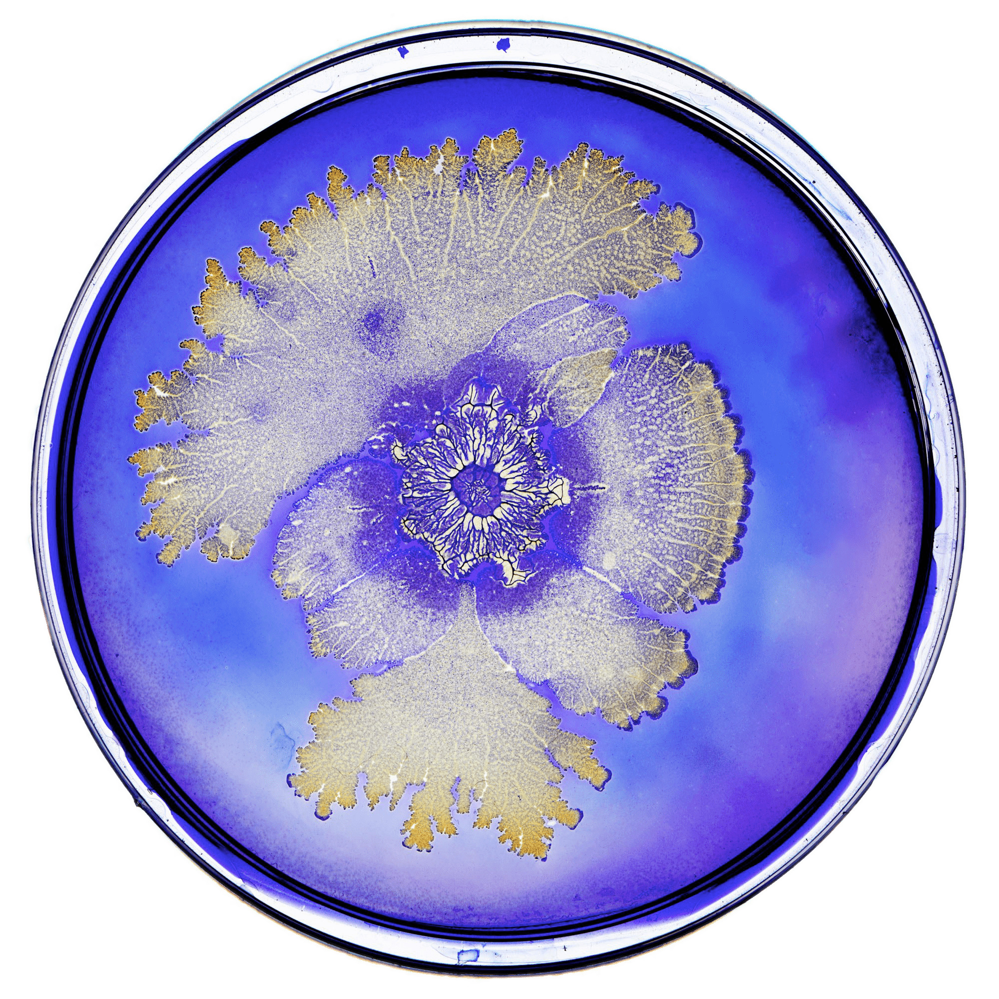 Bacteria In Petri Dish icons