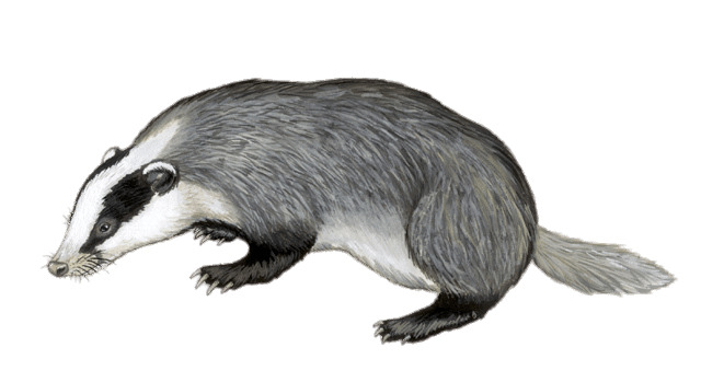 Badger Illustration icons