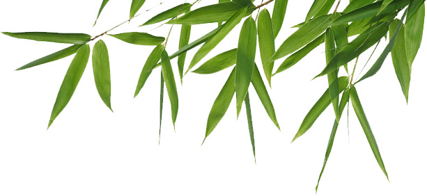 Bamboo Header png icons