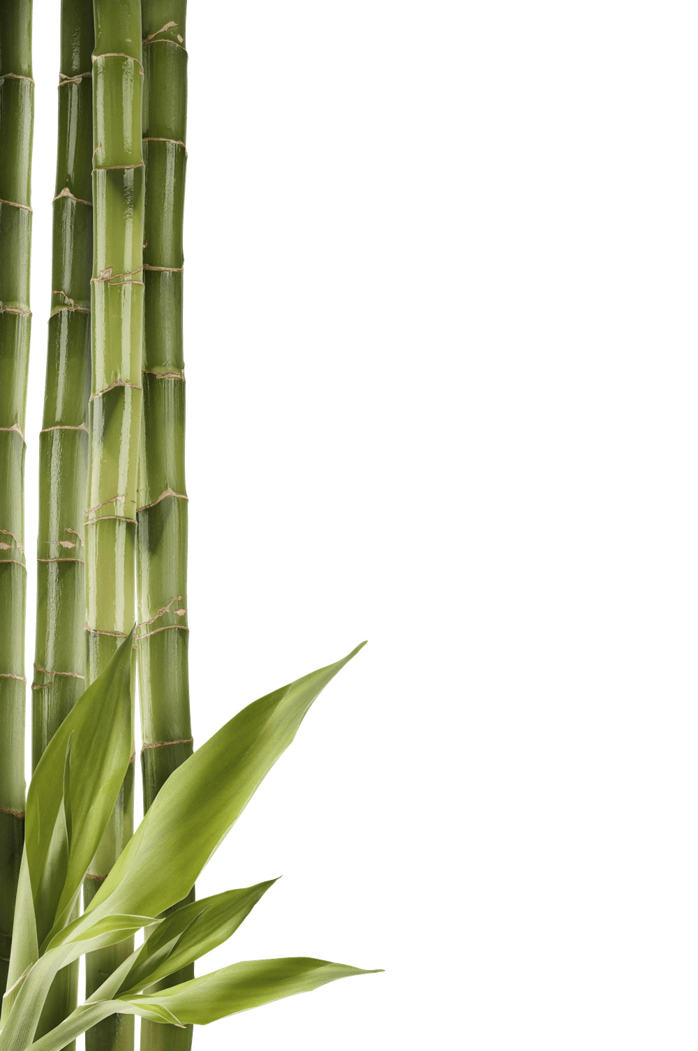 Bamboo Left Side png icons