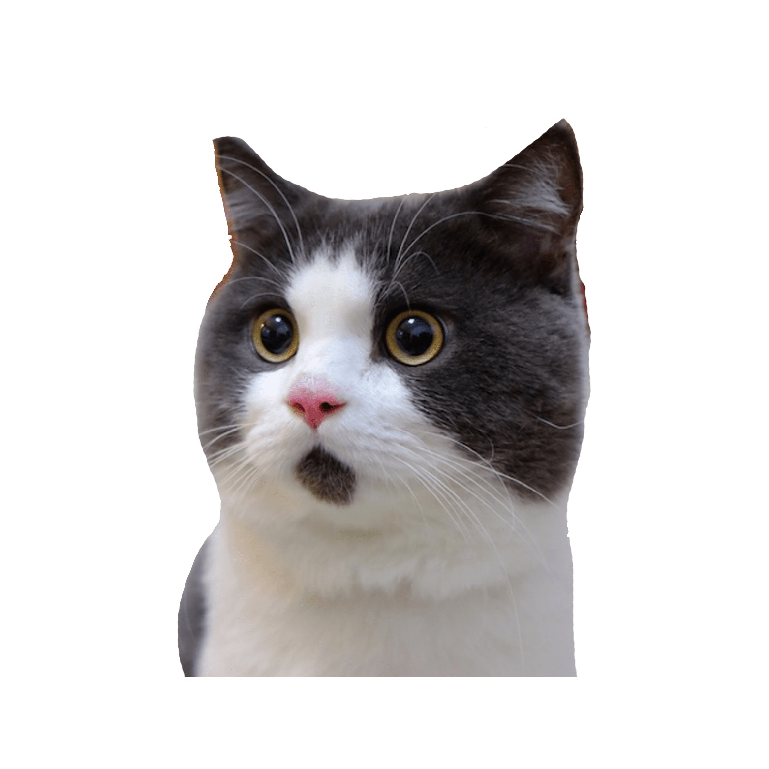 Banye Surprised Cat icons