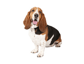 Basset Dog Looking Up Right  icons