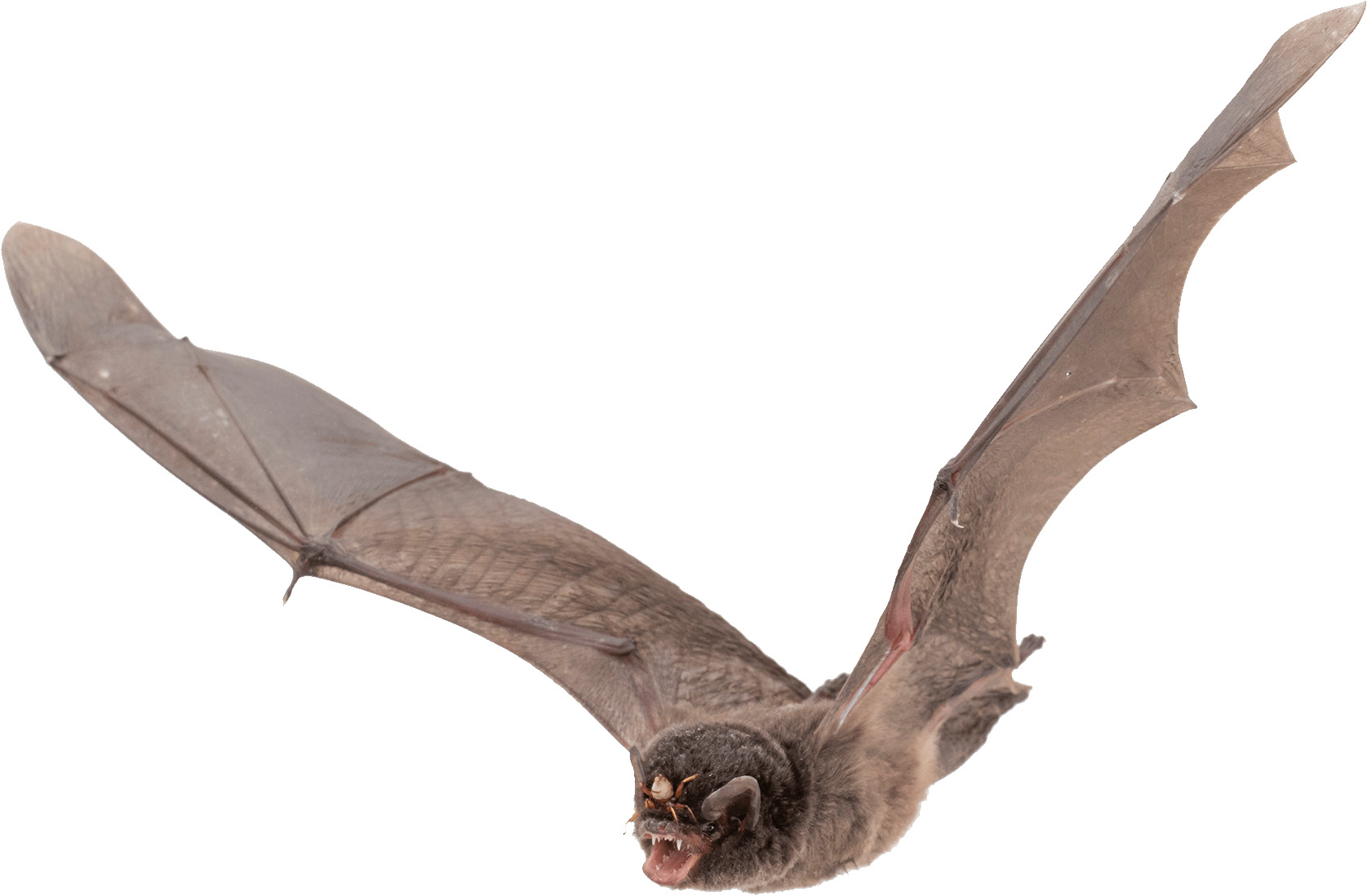 Bat Large Wings icons