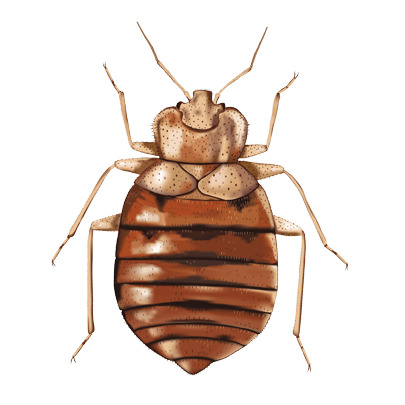 Bed Bug Illustration png icons