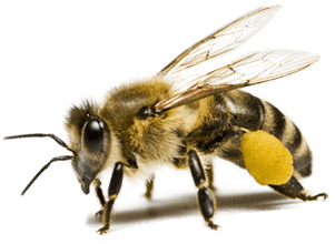 Bee Nectar icons
