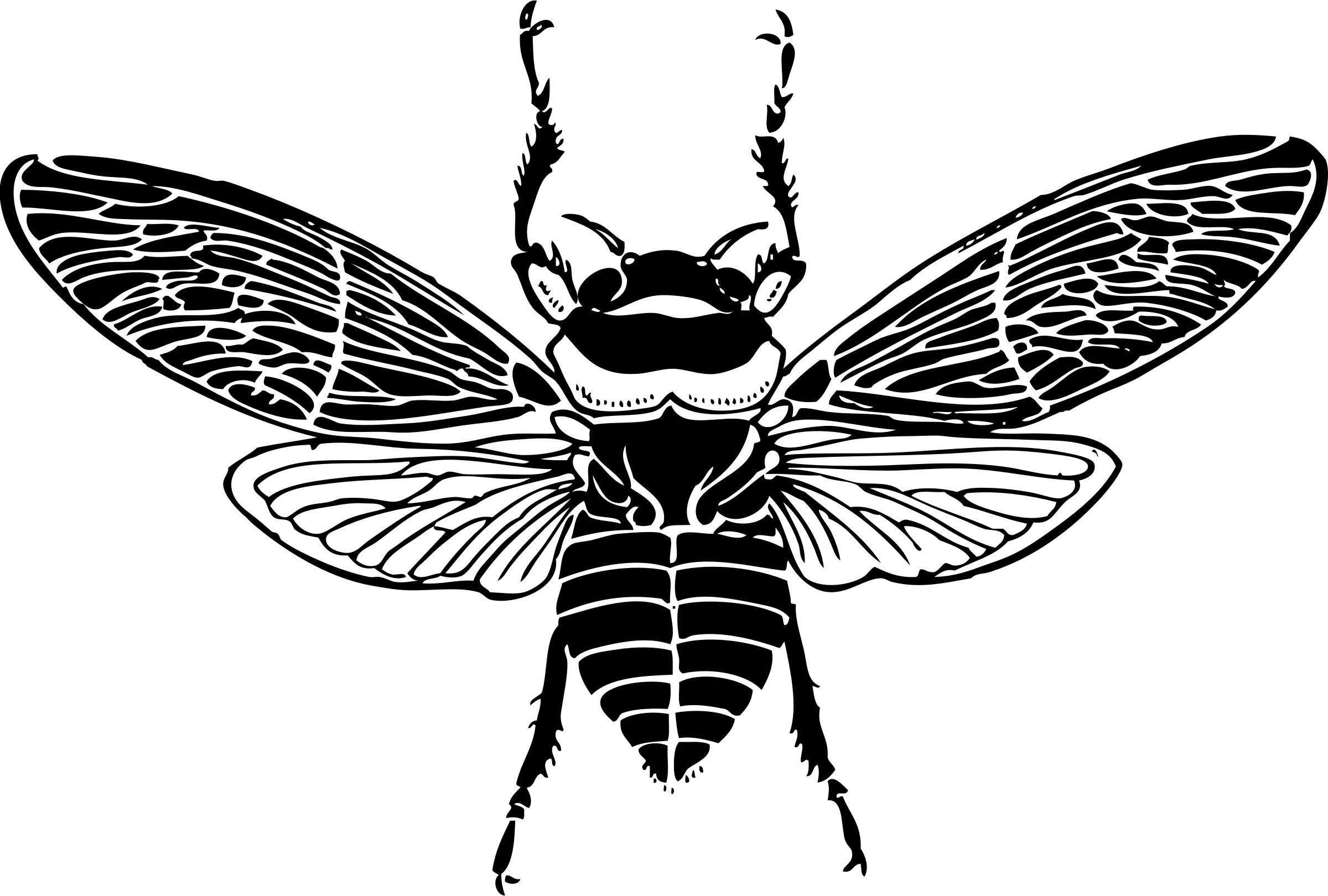 Bee Top View png