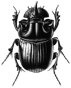 Beetle Black Illustration png icons