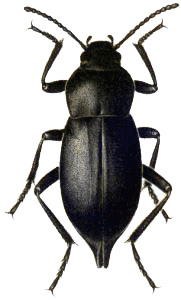Beetle Black icons
