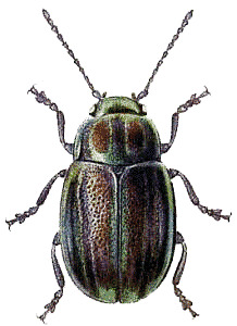 Beetle Green Brown png