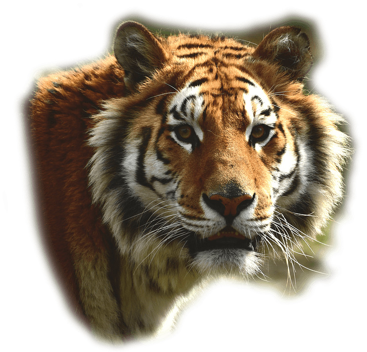 Bengal Tiger icons
