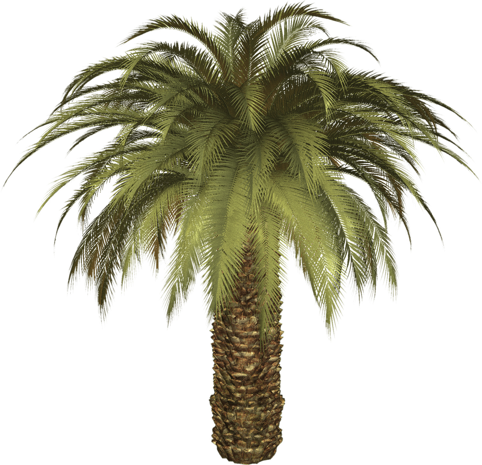Big Palm Tree icons